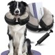 Ein glücklicher Border Collie in einem weichen, aufblasbaren Halskragen neben einer Handpumpe und einer Verpackung, die mit "2 IN 1 HALSKRAUSE" beschriftet ist.