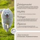 Ein fröhlicher weißer Hund läuft auf Gras, mit Text über die Gelenkgesundheitsvorteile von Grünlippmuschel, MSM, Kollagen und Hyaluron, plus das ANIMALY-Logo.