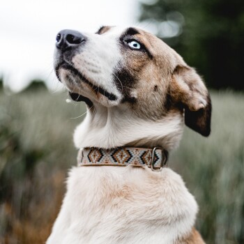 Eine Nahaufnahme eines Hundes mit blauen Augen und einem braun-weißen Fell, der ein gemustertes Halsband trägt und in einem grasbewachsenen Feld nach oben schaut.