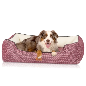 Ein glücklicher Australian Shepherd Hund entspannt sich in einem stilvollen rot-weißen gemusterten Haustierbett mit einem cremefarbenen Innenraum.