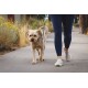 Eine Person in marineblauen Leggings und weißen Turnschuhen führt einen hellen Hund auf einem gepflasterten Weg, umgeben von Grün.
