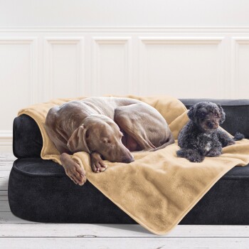 Zwei Hunde ruhen sich auf einem schwarzen Sofa aus, ein großer grauer Hund liegt auf einer beigen Decke und ein kleiner schwarzer Pudel sitzt daneben.