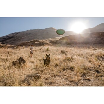 Eine Person wirft einen Frisbee in einem trockenen, grasbewachsenen Feld, während ein glücklicher Hund darauf zuläuft, mit Bergen und einer hellen Sonne im Hintergrund.