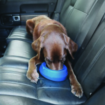 Ein brauner Hund sitzt auf einem schwarzen Ledersitz im Auto und konzentriert sich auf eine blaue Futterschüssel vor ihm.
