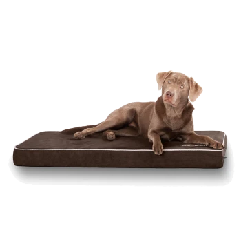 Ein brauner Hund, der bequem auf einem plüschigen, rechteckigen Hundebett mit weißem Rand liegt, das ein gemütliches Haustierzubehör zeigt.