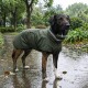 Ein Hund, der einen grünen Regenmantel trägt, steht vor einem weißen Hintergrund und zeigt sein stylisches Outfit.