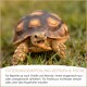 Schildkröte frisst Gras auf einer Rasenfläche mit deutschem Text über Fütterungsempfehlungen für Reptilien und Fische.