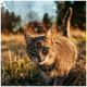 Grau getigerte Katze kauert im sonnenbeschienenen trockenen Gras, mit grünen Augen und langen Schnurrhaaren, blickt direkt in die Kamera.