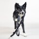 Visibility Leash dark dunkelgrau 2 cm
