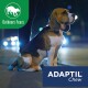 A calm beagle on a sidewalk at night, leashed by a person, with "ADAPTIL Chew" text and "Outdoors Fears" logo.