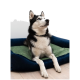 Ein schwarz-weißer sibirischer Husky mit blauen Augen sitzt auf einem grünen Kissen in einem blauen Hundebett und schaut nach oben.