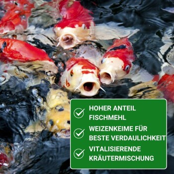 Bunte Koi-Fische schwimmen im Wasser neben einer grünen Box mit Vorteilen: "Hoher Fischmehlanteil," "Weizenkeime für die Verdaulichkeit," "Belebende Kräutermischung."