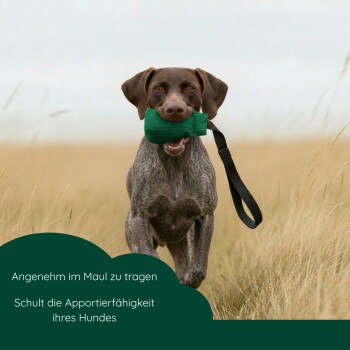 Nasser braun-weißer Hund, der durch Wasser läuft und ein grünes Trainingsdummy im Maul hält.