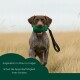 Nasser braun-weißer Hund, der durch Wasser läuft und ein grünes Trainingsdummy im Maul hält.