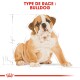 Illustration d'un chiot bulldog avec un pelage brun clair, assis sur un fond blanc, étiqueté "TYPE DE RACE : BULLDOG" en texte rouge gras.