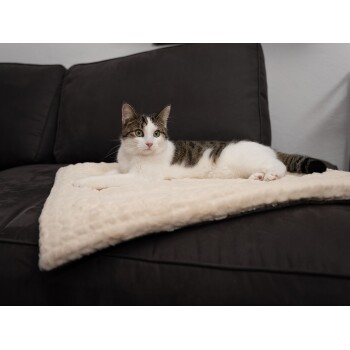 Eine entspannte getigerte Katze mit grünen Augen, die auf einer weichen, cremefarbenen Decke auf einem dunkelgrauen Sofa liegt.