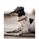 Ein schwarz-weißer Hund mit einem gemusterten Halsband liegt auf Holzplanken und schaut zur Seite.