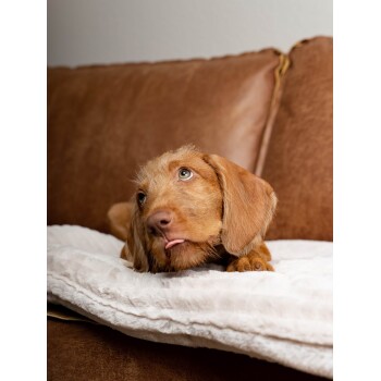 Ein süßer brauner Hund mit einem verspielten Ausdruck liegt auf einer weichen weißen Decke auf einem braunen Sofa, mit herausgestreckter Zunge.
