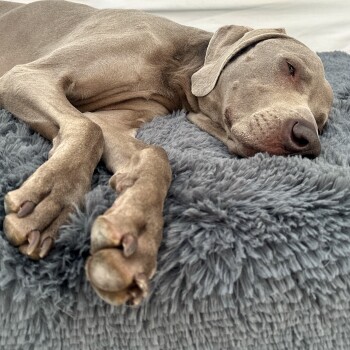 Ein schlafender grauer Weimaraner-Hund, der sich auf einem weichen, flauschigen grauen Haustierbett zusammenrollt.
