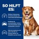 Ein goldbrauner Hund sitzt vor einem blauen Hintergrund und zeigt Vorteile für futtersensible Hunde: verbesserte Haut, Juckreizlinderung, besserer Schlaf.