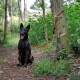 Ein schwarzer Hund mit einem gestromten Muster sitzt auf einem Schotterweg in einem Waldgebiet, mit einer roten Leine an einen Baum gebunden.