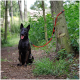 Ein schwarzer Hund mit einem gestromten Muster sitzt auf einem Schotterweg in einem Waldgebiet, mit einer roten Leine an einen Baum gebunden.
