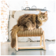 Eine flauschige braune Katze sitzt auf einem hölzernen Kratzbaum aus Seil, vor einem minimalistischen Hintergrund mit einer Ziegelwand.