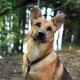 Hundehalsband, Retrieverhalsband braun S