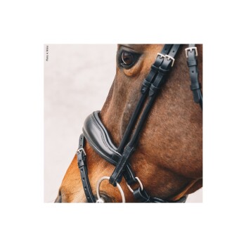 Nahaufnahme des Kopfes eines braunen Pferdes, das ein schwarzes Zaumzeug trägt, wobei sein Auge und die detaillierten Lederriemen gezeigt werden.