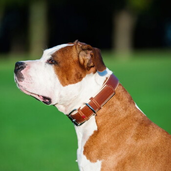 Bruin-witte hond in profiel met een brede bruine leren halsband met metalen sluiting en beslag, groene parkachtergrond.