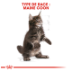 Un chaton Maine Coon se tenant debout, montrant un pelage détaillé et de grandes oreilles, avec un texte rouge en gras "TYPE DE RACE : MAINE COON."