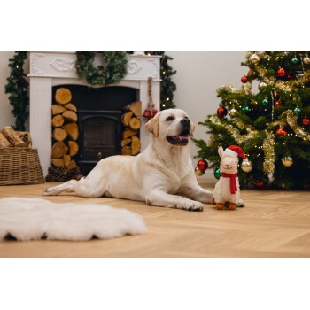 Labrador retriever liggend op een houten vloer naast een kerstboom en een knuffel lama speelgoed met een kerstmanmuts.