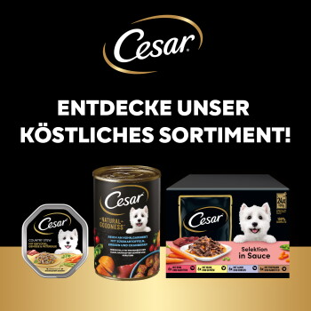 Cesar Hundefutteraufsteller mit Logo, dem Text „ENTDECKE UNSER KÖSTLICHES SORTIMENT!“, Dosen, Schalen und einer Packung „Selektion in Sauce“.