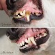 Denta Vital Pulver für Hunde, 150g Behälter, hebt Vorteile wie 100% natürliche Zutaten, effektive Zahnreinigung und einfache Dosierung hervor.