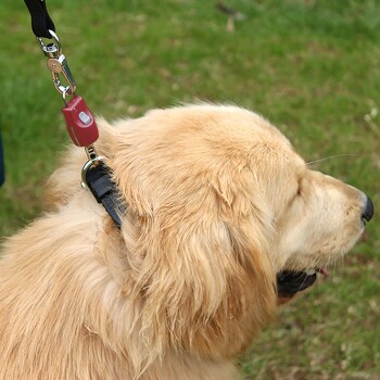 Nahaufnahme eines Golden Retrievers, der ein schwarzes Halsband trägt, das an einer Leine mit einem roten Clip befestigt ist, vor einem grasbewachsenen Hintergrund.