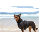 Ein glücklicher Hund mit einem braun-schwarzen Fell, der ein blaues Geschirr trägt, steht an einem sandigen Strand, während im Hintergrund Wellen brechen.