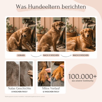 FAVLY Petfood Nassfutter Wild - Fütterungsempfehlungstabelle, die die täglichen Futtermengen basierend auf den Gewichtskategorien von Hunden zeigt.