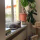 Eine flauschige graue Katze, die auf einer Fensterbank neben einer großen Topfpflanze entspannt, mit gestapelten Büchern in der Nähe und Sonnenlicht, das hereinfällt.