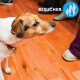 Ein neugieriger braun-weißer Hund mit rotem Halsband steht auf einem Holzboden, mit "BESUCHER" und einem blauen Familien-Icon in der Ecke.