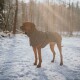Ein brauner Hund in einem warmen, dunkelgrünen Mantel steht in einem verschneiten Wald, während Sonnenlicht durch die Bäume filtert.