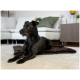 Ein schwarzer Hund liegt auf einer braunen Haustiermatte in einem gemütlichen Wohnzimmer mit einem weißen Sofa und dekorativen Kissen im Hintergrund.