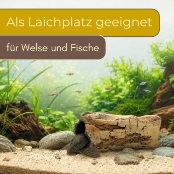 Pleco in einem hohlen Stamm im Aquarium; Text: 'Als Laichplatz geeignet' und 'für Welse und Fische'