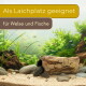 Pleco in einem hohlen Stamm im Aquarium; Text: 'Als Laichplatz geeignet' und 'für Welse und Fische'