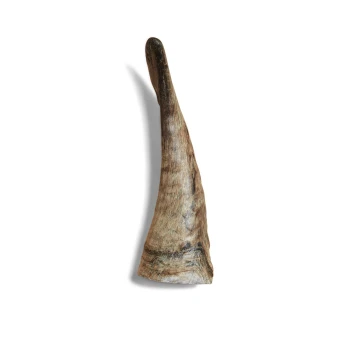 Ein natürlicher, länglicher Hundekauartikel aus einem Horn, mit einer glatten, strukturierten Oberfläche und einer spitzen Enden, vor einem weißen Hintergrund.
