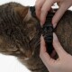 Eine getigerte Katze mit einem schwarzen Geschirr und einer Leine, die vor einem weißen Hintergrund sitzt und direkt in die Kamera schaut.
