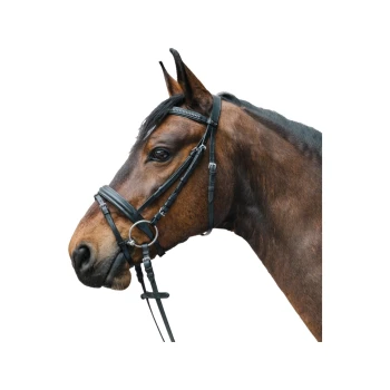 Ein Nahaufnahme-Profil eines braunen Pferdes mit einer schwarzen Trense, das sein ausdrucksvolles Auge und seine gut gepflegte Mähne vor einem weißen Hintergrund zeigt.