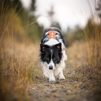 Schwarz-weißer Border Collie trägt ein orangefarbenes Geschirr und läuft auf die Kamera zu auf einem grasigen Weg.