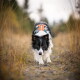 Schwarz-weißer Border Collie trägt ein orangefarbenes Geschirr und läuft auf die Kamera zu auf einem grasigen Weg.
