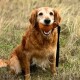 Golden Retriever sitzt auf Gras und hält im Freien eine schwarze Leine im Maul.