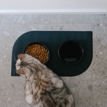 Eine graue getigerte Katze sitzt neben einer schwarzen Fressmatte mit einer Schüssel Trockenfutter und einer Schüssel Wasser.